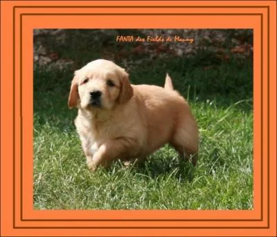 Quand la race a-t-elle t reconnue comme pure race ?