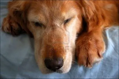 Quelle est l'esprance de vie des golden ?