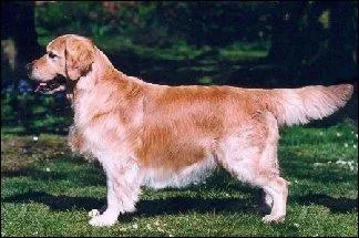 Quelle est la taille des golden retrievers ? (au garrot)