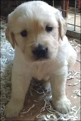 Le golden retriever a des pieds ronds dit :