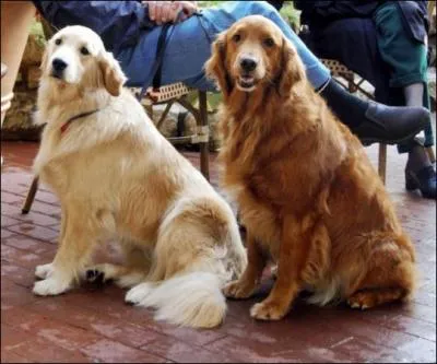 Pourquoi y a-t-il une diffrence de couleur entre ces deux chiens ?