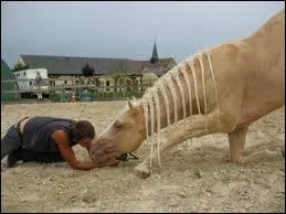 Lesquelles de ces activits font partie du monde questre ?