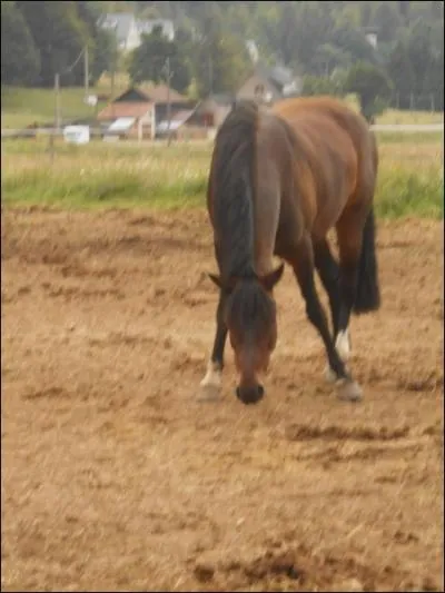 La signalisation questre est ...