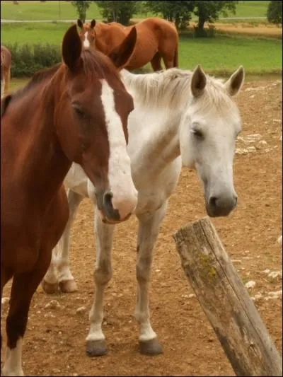 Pour graisser une selle on doit ...