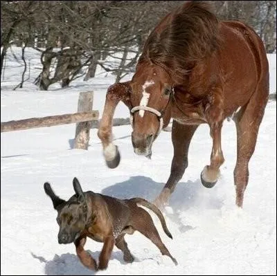 On utilise ces brosses dans l'ordre suivant ...