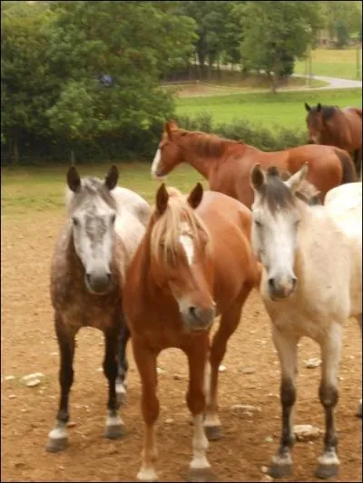 Le mcanisme du trot est...
