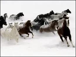 Quel cavalier  la priorit ?