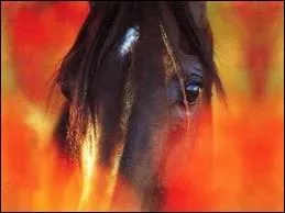 Lesquels de ces lments ne font pas partie de la tte ? (schma du manuel)