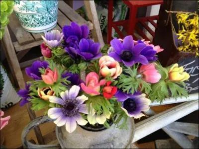 Ce sont les fleurs de l'hiver, et elles ont des couleurs aussi magnifiques que leurs ptales semblent faites de soie... Ce sont les graciles et fragiles... ?