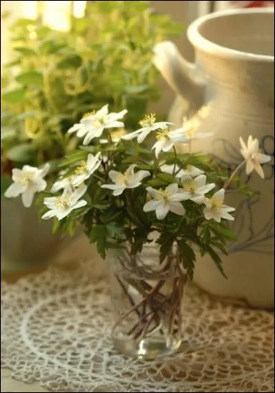 Quel enfant parcourant les bois n'a pas cueilli un jour ces jolies fleurs printanires... Ce sont ?