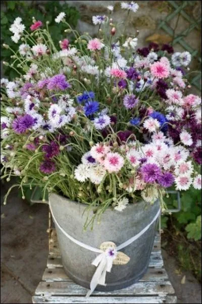 Il s'agit ici d'un magnifique bouquet de fleurs sauvages, dont la couleur se modifie au fur et  mesure du temps... Ce sont ?