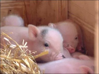 Quel est le nom du bb cochon ?