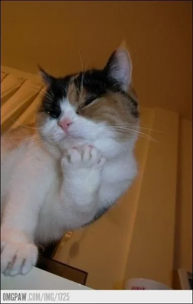 Combien de fois par jour mange un chaton ?