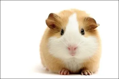 Le cochon d'Inde est un animal...