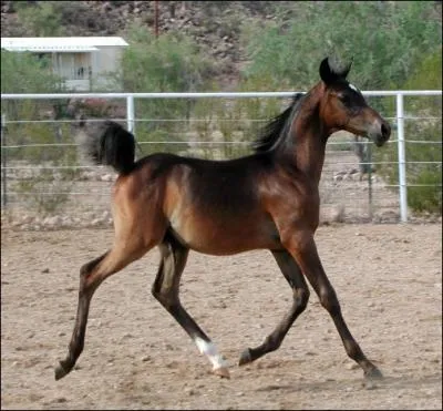 Qu'est-ce qu'un yearling ?