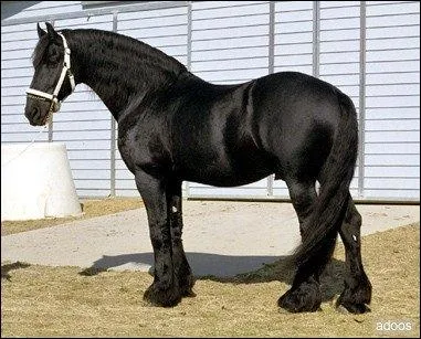 Comment s'appelle un cheval non castr ?