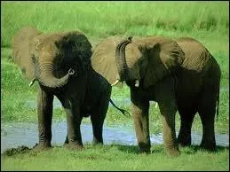 Qui dirige le troupeau ?