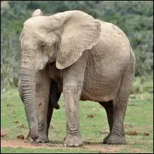 A partir de quel ge l'lphant d'Afrique peut-il se reproduire ?