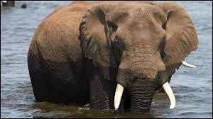 Quelles sont les dimensions de l'lphanteau  sa naissance ?