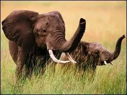 Combien de kilos de nourriture avale-t-il par jour ?