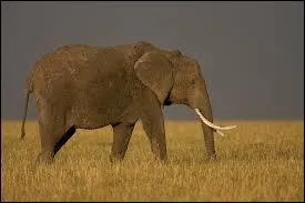 Combien de litres d'eau avale-t-il par jour ?