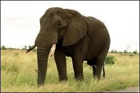 L'lphanteau a des dfenses de lait.