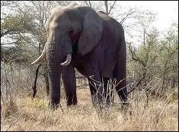 Avec sa trompe, l'lphant peut...