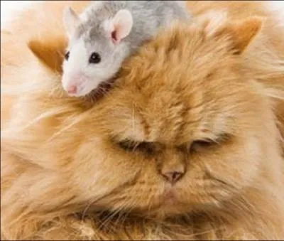 Dans une pice carre, il y a quatre coins. Dans chaque coin, un chat. Devant chaque chat, trois chats. Et sur la tte de chaque chat, une souris. Sachant que les chats ne dvorent pas les souris, combien y a-t-il d'animaux au minimum dans la pice ?