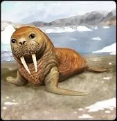 Dans  My free zoo  combien cote le morse ?