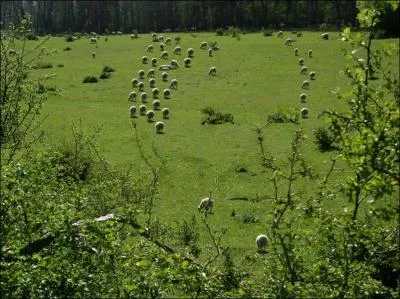 Une image se cache dans cette photo. De quoi s'agit-il ?