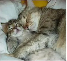 Pour lui, c'est l'quivalent d'adoration :