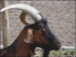 Comment s'appelle cet animal ?