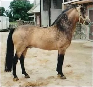 Quelle est cette race ?