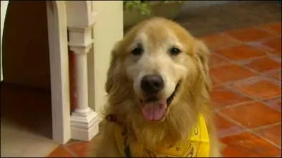  quel drama japonais ce chien appartient-il ?