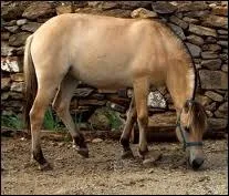 Quelle est la robe de ce cheval ?