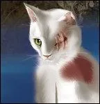 Cette chatte qui a subi des griffures horribles n'est autre que...