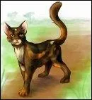 Cette jolie chatte caille de tortue est souvent prsente dans les rves de certains chats...