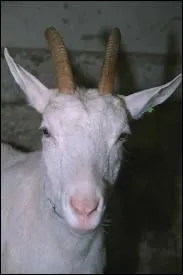 Et celle du bouc ?