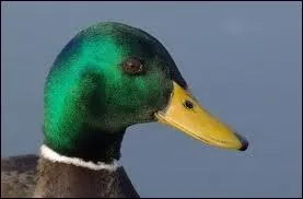 Et celui de la cane ?