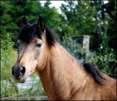 Comment s'appelle la femelle de l'talon ?