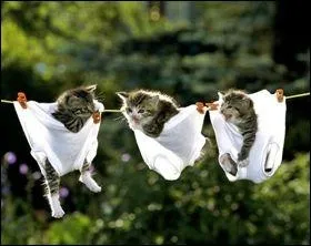 Non content de chanter du Boris Vian, il a galement chant du Villon :