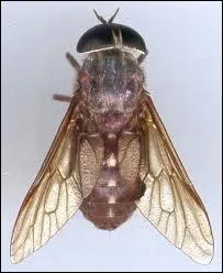 Le mot commence par : Con ...