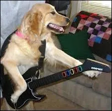 J'ai six clefs sans serrures. Si tu me grattes je murmure. Qui suis-je ?