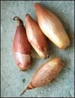 Laquelle de ces deux varits est une chalote ?