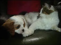 Comment est-il avec un chat ?