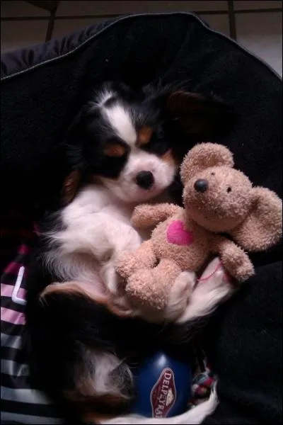 Quelle est cette robe ?