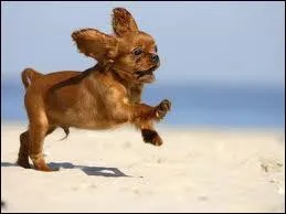 Quelle est cette robe ?