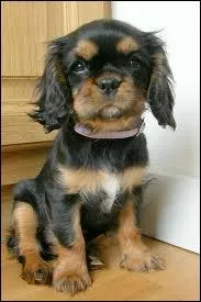 Le cavalier king charles est...