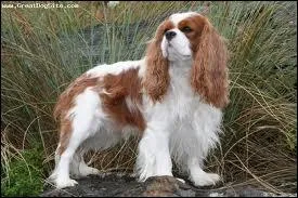 Quel est l'aspect de cette magnifique race de chien ?