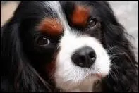 Quel est le temprament du cavalier king charles ?